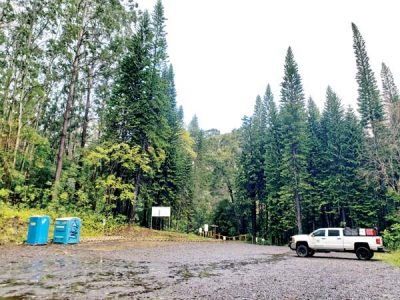 Eucalyptus, pine tree removal in Piiholo